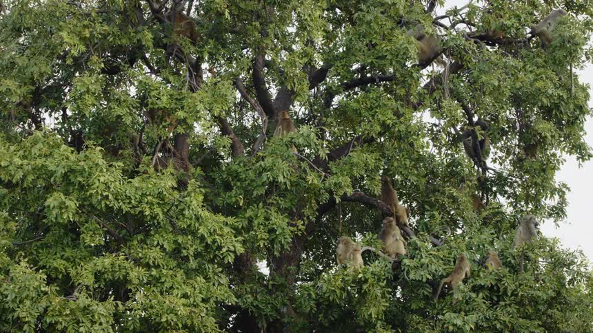Baboons in a tree
