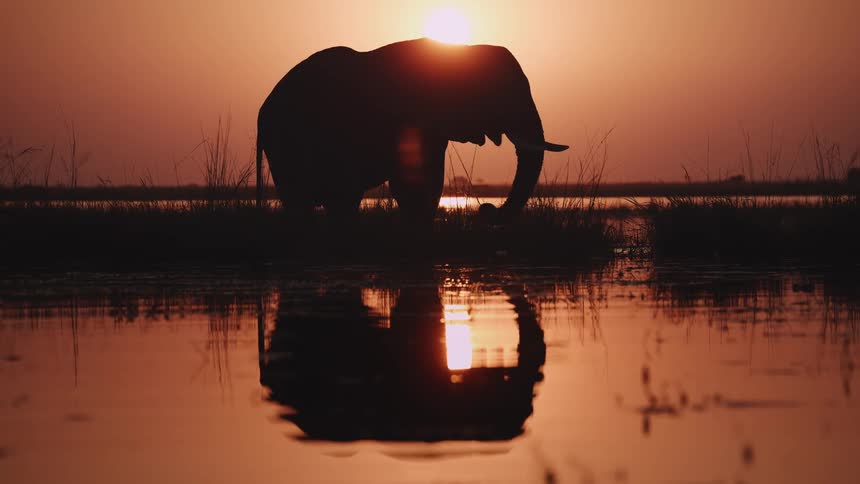 Elephant at sunset eating grass and with its silhouette reflected in a water surface