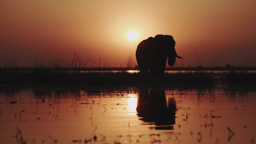 Silhouette of an elephant drinking water from a lake and the golden sunset on the horizon