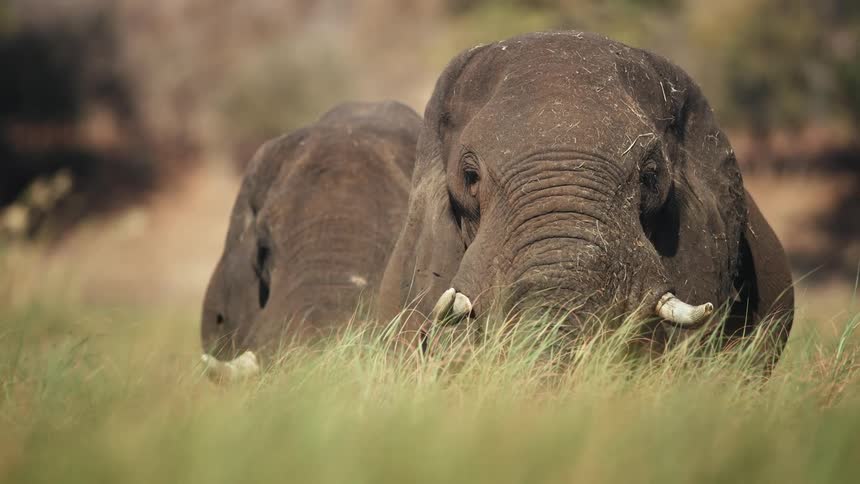 Elephants grazing in a swampy field eating grass and vegetation