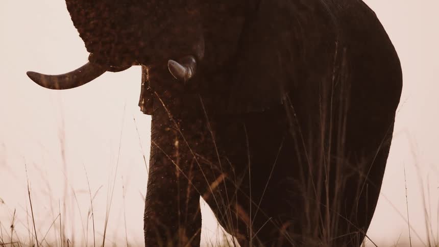 The elephant sprays water around as it grazes on grass