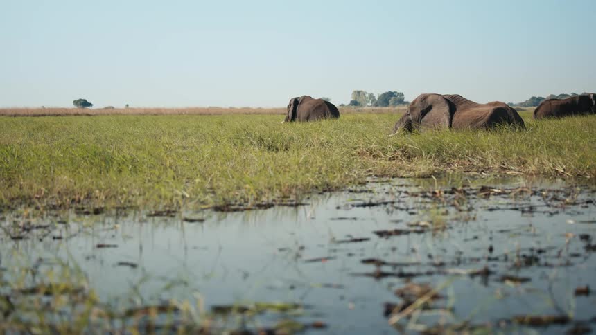 Elephants in a lake in the jungle during the day