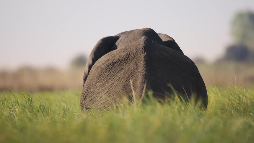 Elephant opening one of its ears while standing on the green grass in the jungle