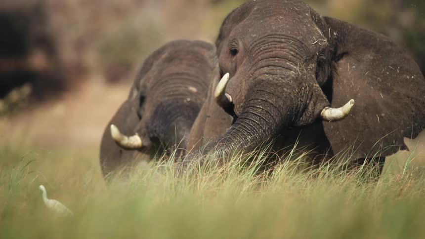 Elephants splashing long grass in the water