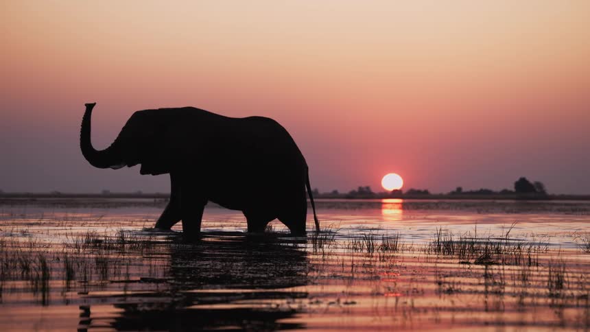 Elephant silhouetted by the setting sun wades through water and raises its trunk