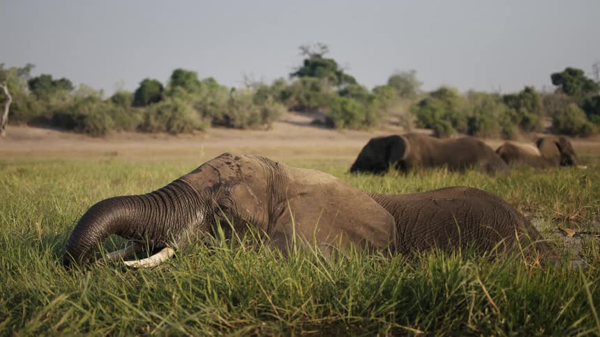 Elephants in lakes relaxing in the jungle