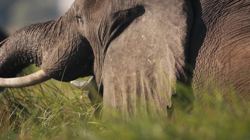 Side view of an elephant eating grass
