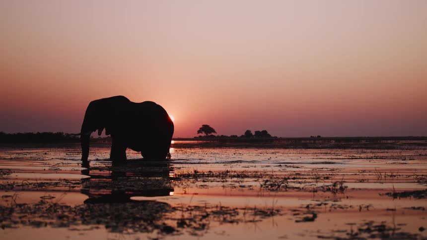 A bird flies by the elephant