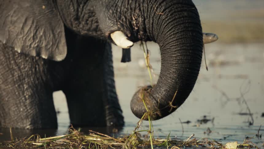Elephant standing in shallow water moving its trunk back and forth and bringing plants and vegetation to its mouth