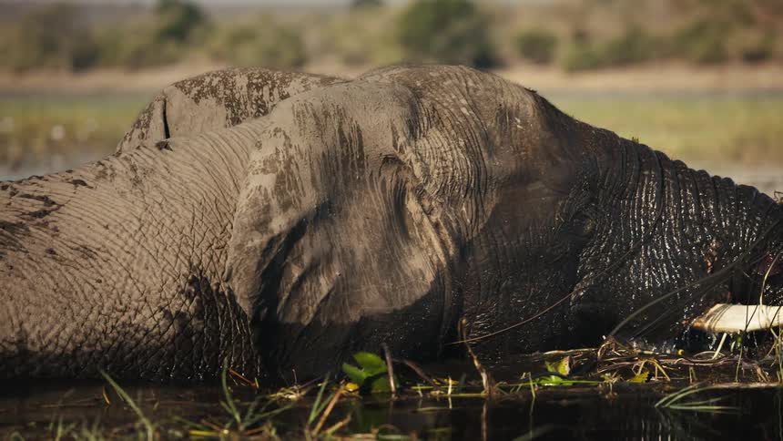 An elephants splashes around in water on a savanna