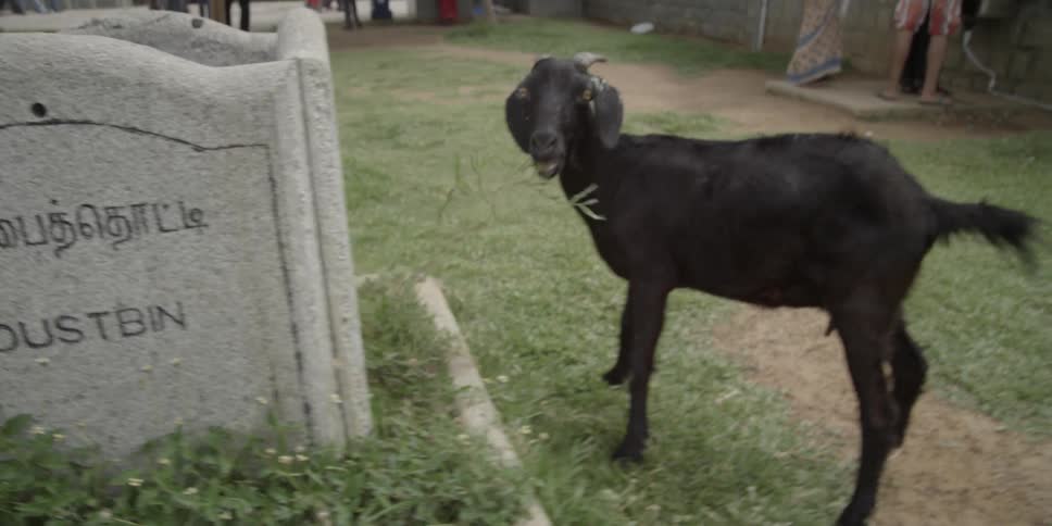 A black goat eating grass around a stone sign
