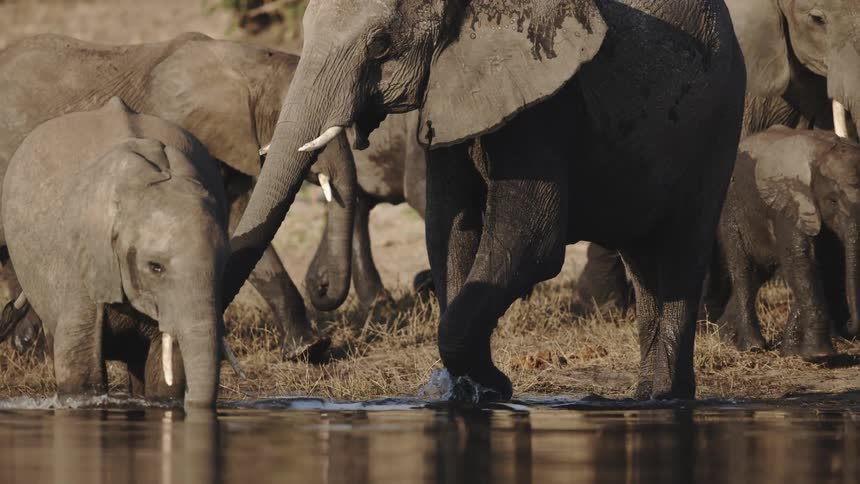 A group of elephants near a water source in their natural habitat