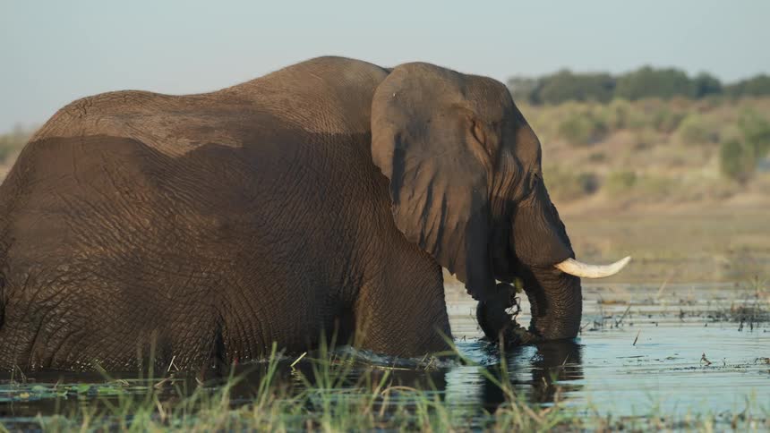 Elephant walking in a lake and eating aquatic plants