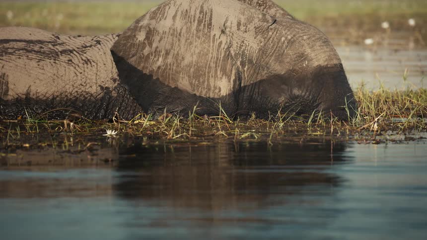 Elephant partially submerged resting in a marshy water area