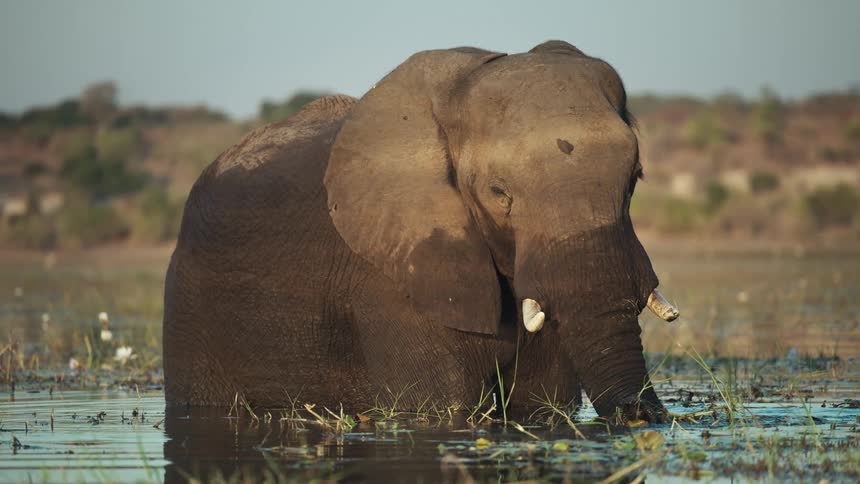 An elephant is inside a lake picking up some pieces of bush with its trunk