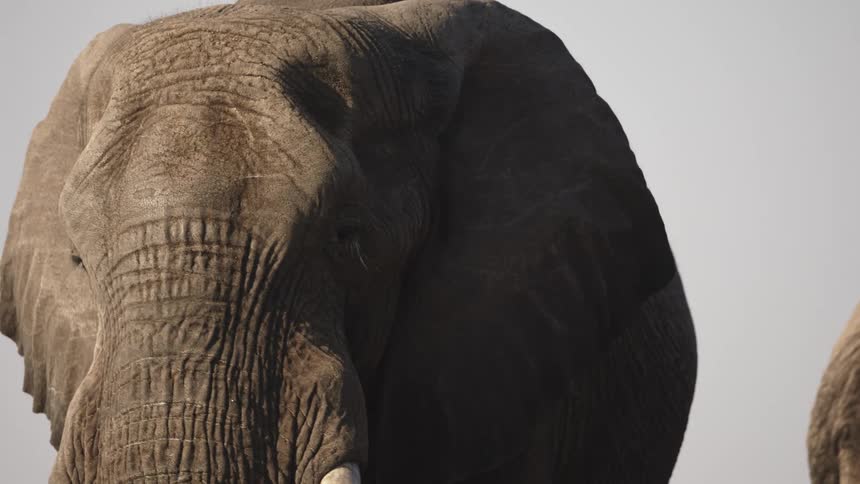 Elephant in the jungle during the day