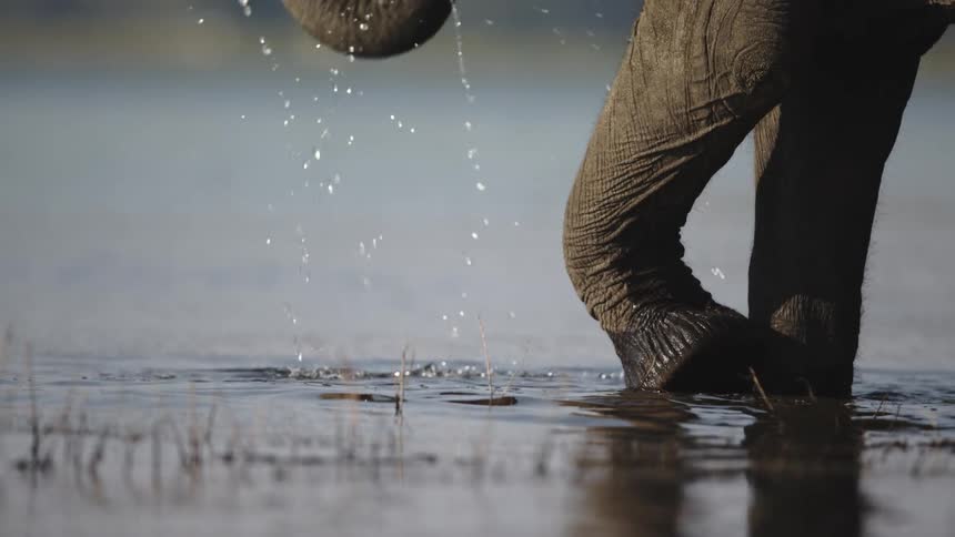 An elephant using his trunk to get water from a large puddle and he has one leg crossed