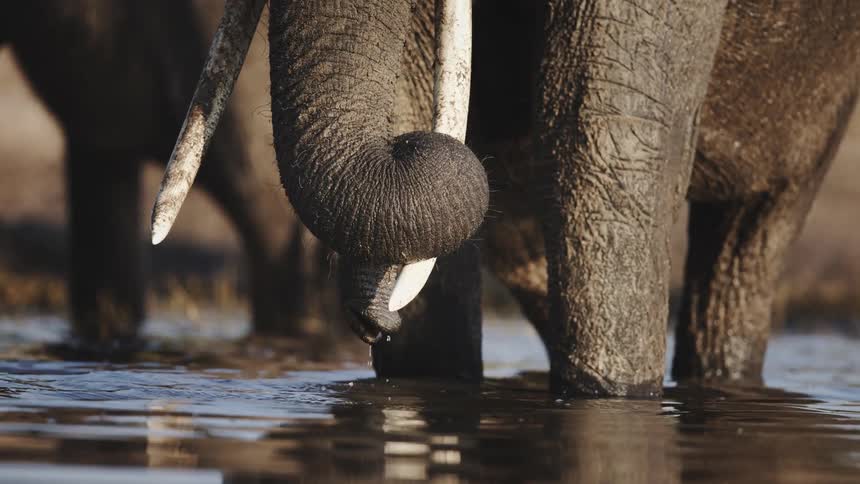A group of elephants standing partially submerged in a watering hole on a sunny day