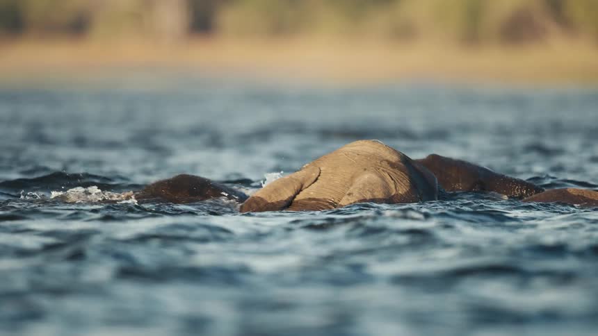 An elephant partially underwater swimming in a lake