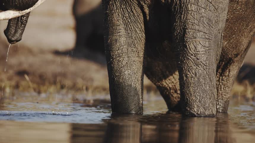 Elephants walking and drinking water in a lake