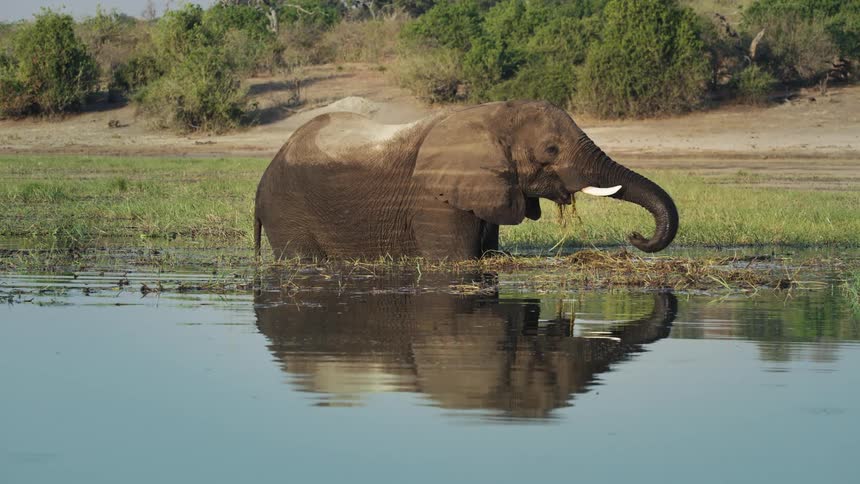 Elephant standing in water along the coast using its trunk to bring plants and vegetation to its mouth and eating