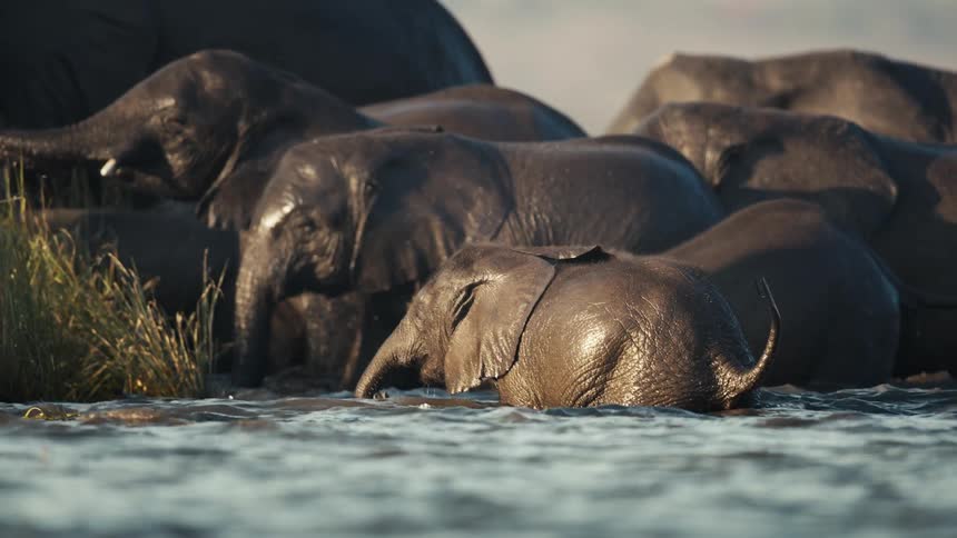 A group of elephants coming out of the water of a lake and heading towards the shore
