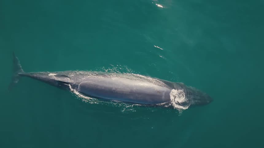 A large whale underwater rises to splash water then submerges again