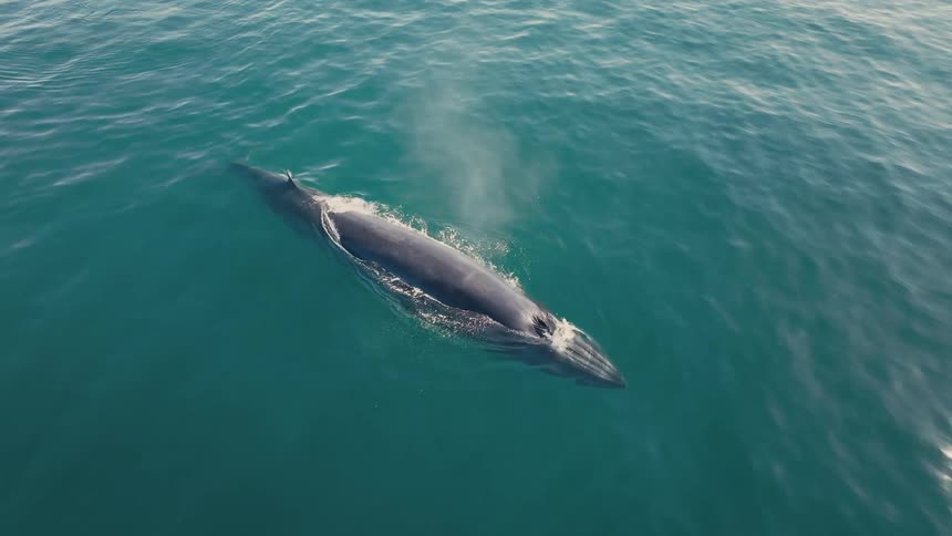 A whale underwater coming to the surface to squirt water