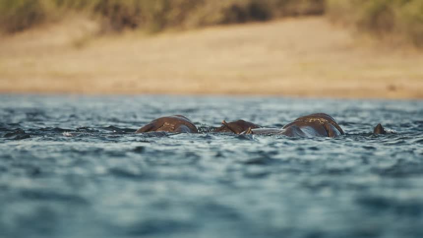 Swimming elephants raise their trunks above the water