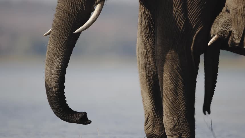 Closeup of an elephants tusks and trunk with a blurred background