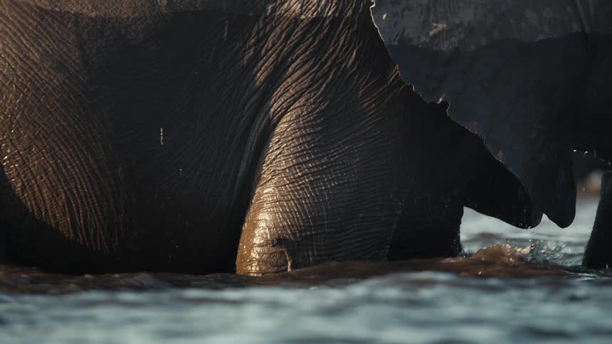 Adult and calf elephants walking in a lake