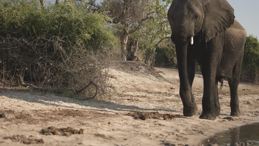African elephant walks along the ground between the woods and the water