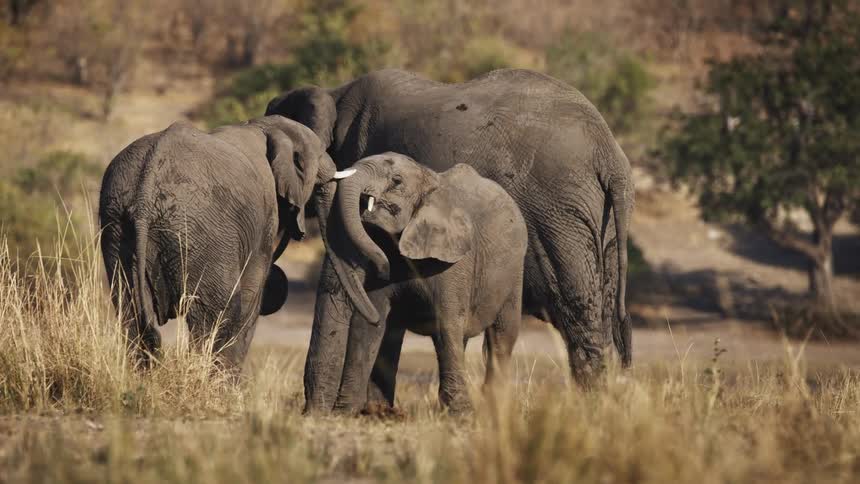 Two juvenile elephants standing near an adult tussle on the savanna near a slope