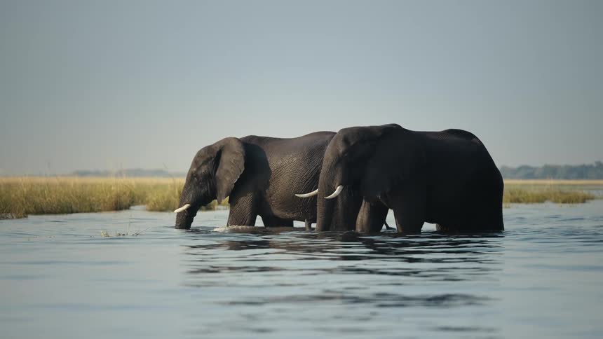 Two large elephants walking in a lake in the savanna