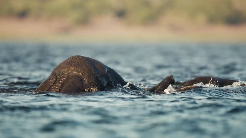Elephants travel in the water