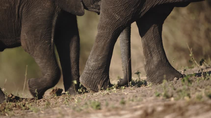 Elephants walk up the hill