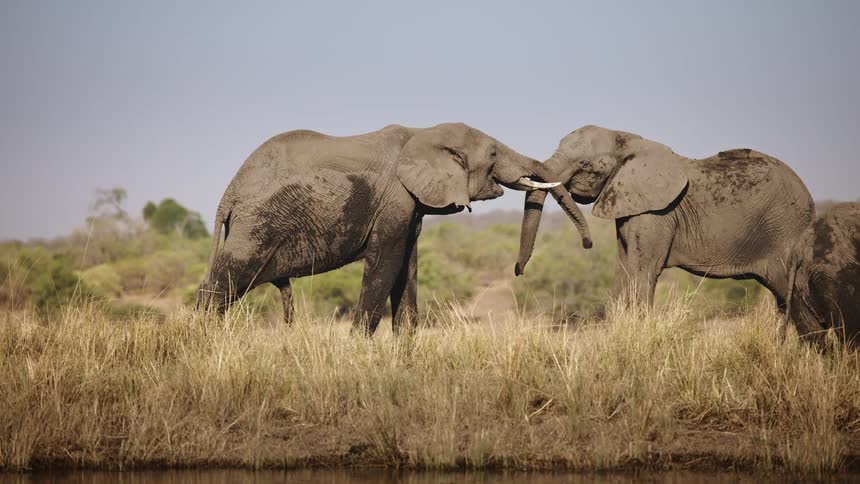 Elephants in the jungle with two playing with each other