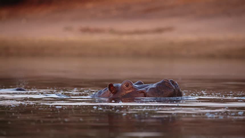 Hippopotamus with mouth open in water