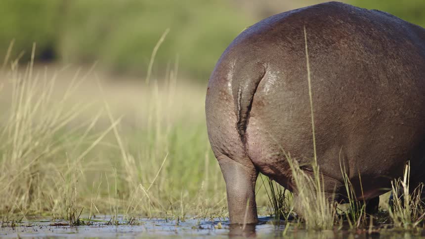 Hippopotamus walking in a shallow lake with ducks nearby