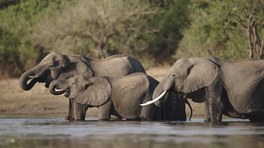 Elephants standing in shallow water using their trunks to bring water to their mouths