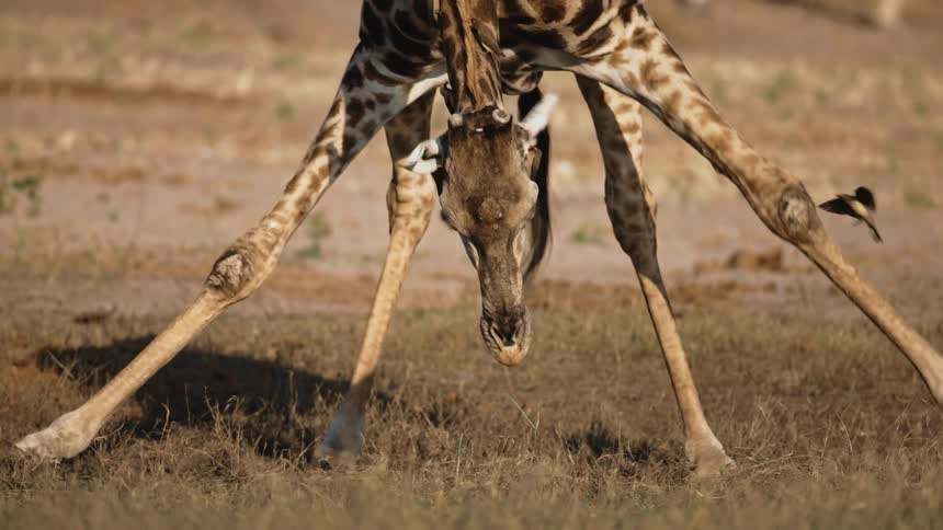 Giraffe positioning itself to drink water and birds around