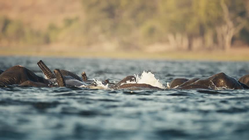 Group of elephants swimming together in a river with trees in the background