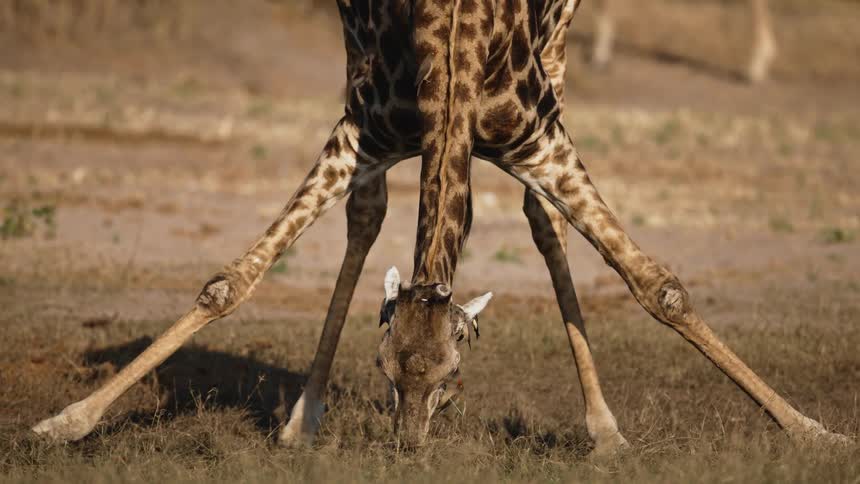 A giraffe is standing with its legs outstretched to drink water from the ground and there are some birds around it