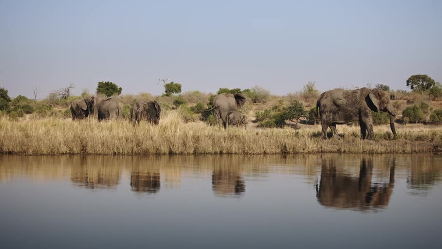 Pack of elephants grazing near a riverbed in the savanna