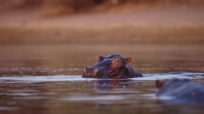 Hippos in the water with one of them with its mouth open