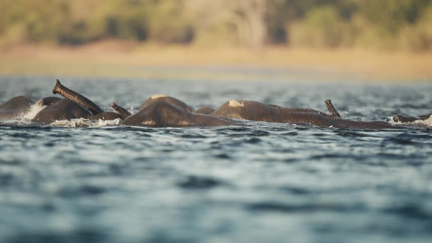 A group of elephants move across deep water near a coast