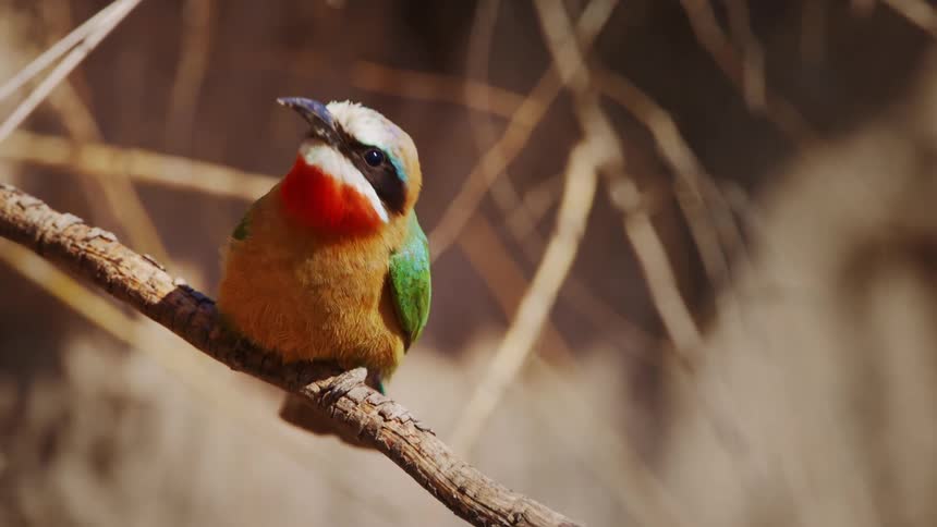 A small and brightly colored bird takes off in flight from a branch