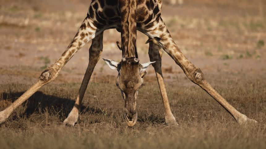 Giraffe crouching down to drink water and birds on its body