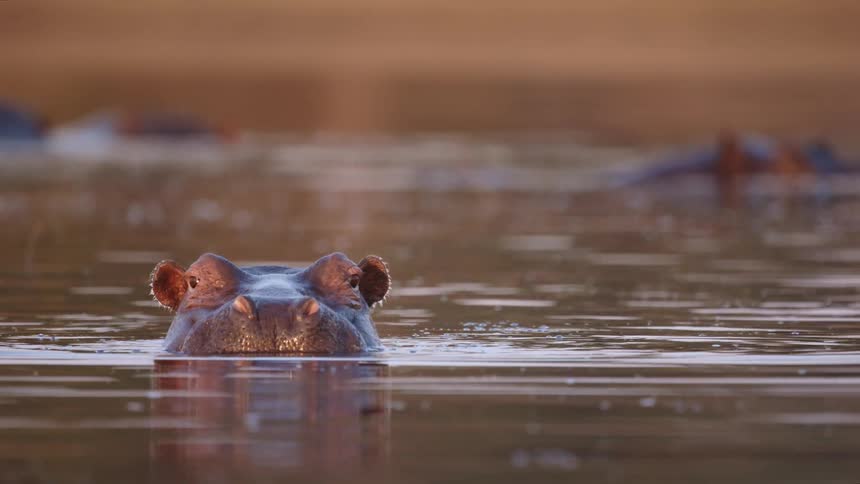 Swimming hippo in the water closes its wide open mouth and submerges its head with eyes just above the waters surface