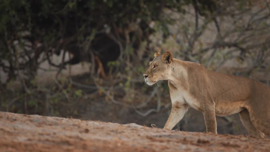 Lion walks across the ground in the savanna